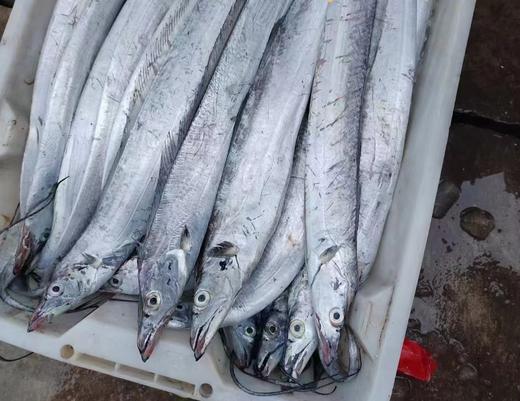 【年终钜惠】2025舟山带鱼 五斤装 （中带，大带，顶带）易鲜得商城采购小哥全程品控 商品图2