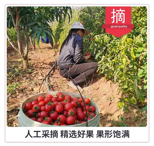 千禧果（1斤装）/水果番茄礼盒| 水果 商品图3