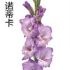 剑兰-诺迪卡 商品缩略图0