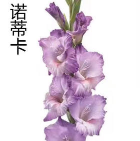 剑兰-诺迪卡