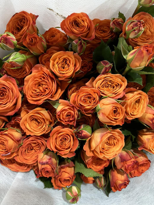 国产玫瑰-【橙色芭比】 商品图1