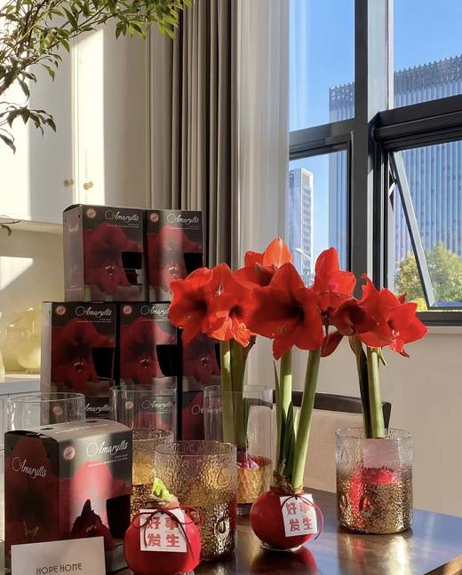 【送礼首选】进口石蜡朱顶红（喝空气存活）红君主 单株（球径约36-38CM） 商品图0