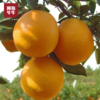 【凉山味道】大凉山青杠村雷波脐橙 纽荷尔脐橙 商品缩略图6