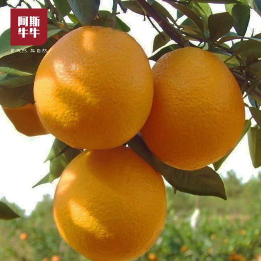 【凉山味道】大凉山青杠村雷波脐橙 纽荷尔脐橙 商品图6