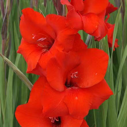 A级剑兰.红色 商品图1