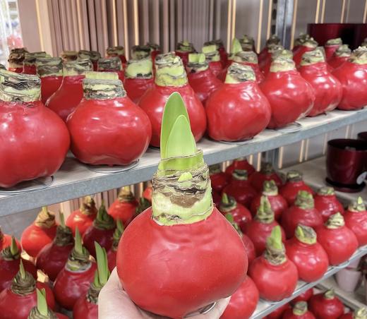 【送礼首选】进口石蜡朱顶红（喝空气存活）红君主 单株（球径约36-38CM） 商品图5