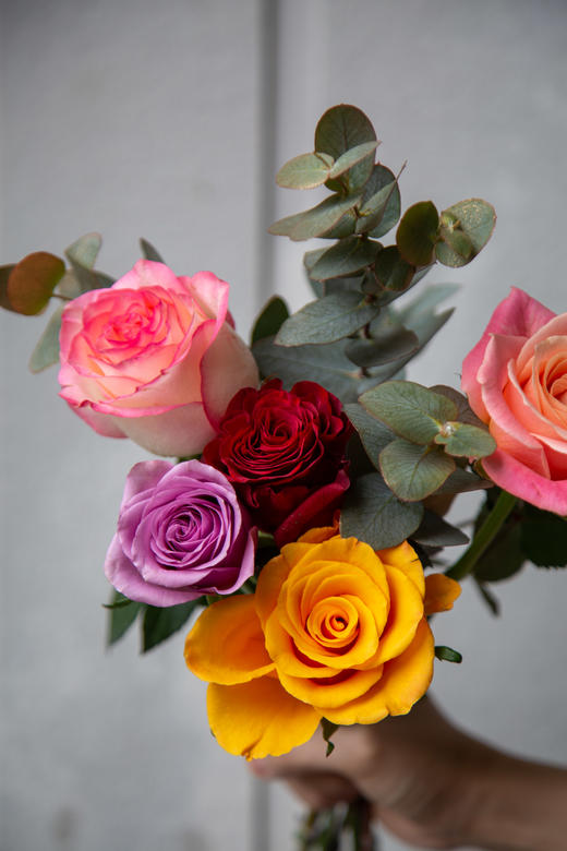 混色玫瑰（5支） 颜色随机 商品图1