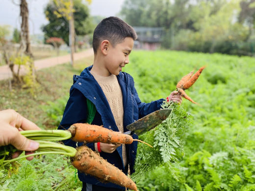 朴愿有机农场 长得丑吃得美的  有机胡萝卜 400g 商品图1