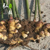【弘毅六不用生态农场】六不用顺季节露地种植 姜粉 无覆膜 无激素 100克/份 商品缩略图3