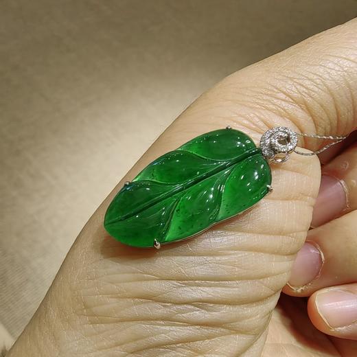 危料绿叶子 商品图1