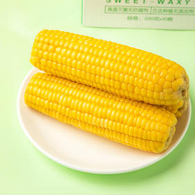 【非转基因 健康轻食】包小苞甜糯玉米 源自世界黄金玉米带 绿色种植 大自然的美味 采摘后2小时内快速锁鲜 代餐粗粮 甜糯香甜 粒粒金黄 10根/箱