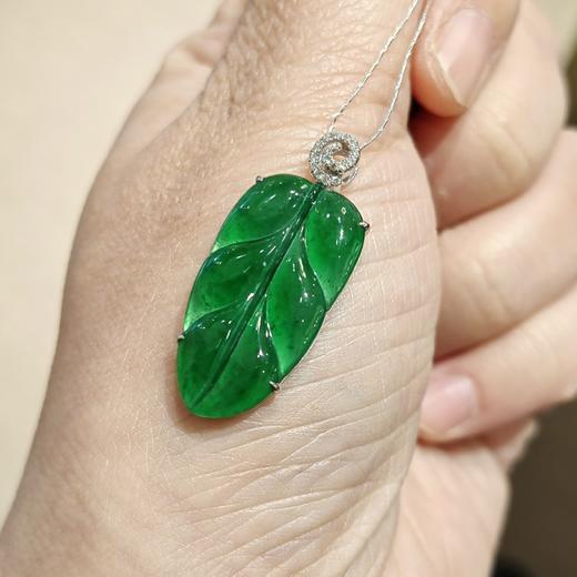 危料绿叶子 商品图0