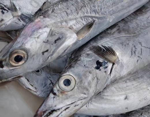 【年终钜惠】2025舟山带鱼 五斤装 （中带，大带，顶带）易鲜得商城采购小哥全程品控 商品图0