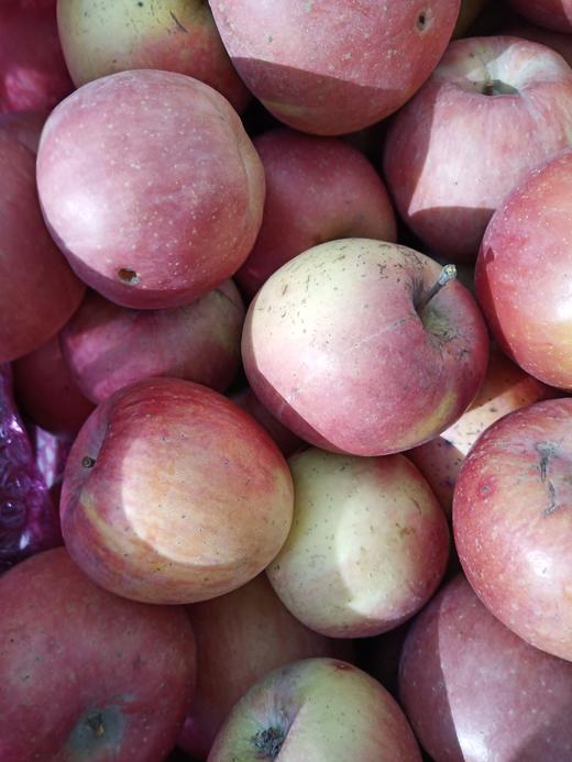 酵素农耕种植红富士苹果、脆甜汁多、 8斤/箱、顺丰包邮 // 军丽农庄 商品图0