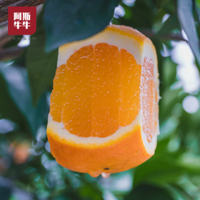 【凉山味道】大凉山青杠村雷波脐橙 纽荷尔脐橙