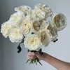 百利信玫瑰花耐心玫瑰10支 商品缩略图4