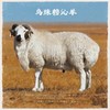 丨有机丨乌吉木羔羊肉 内蒙散养羊 商品缩略图0