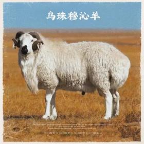 丨有机丨乌吉木羔羊肉 内蒙散养羊