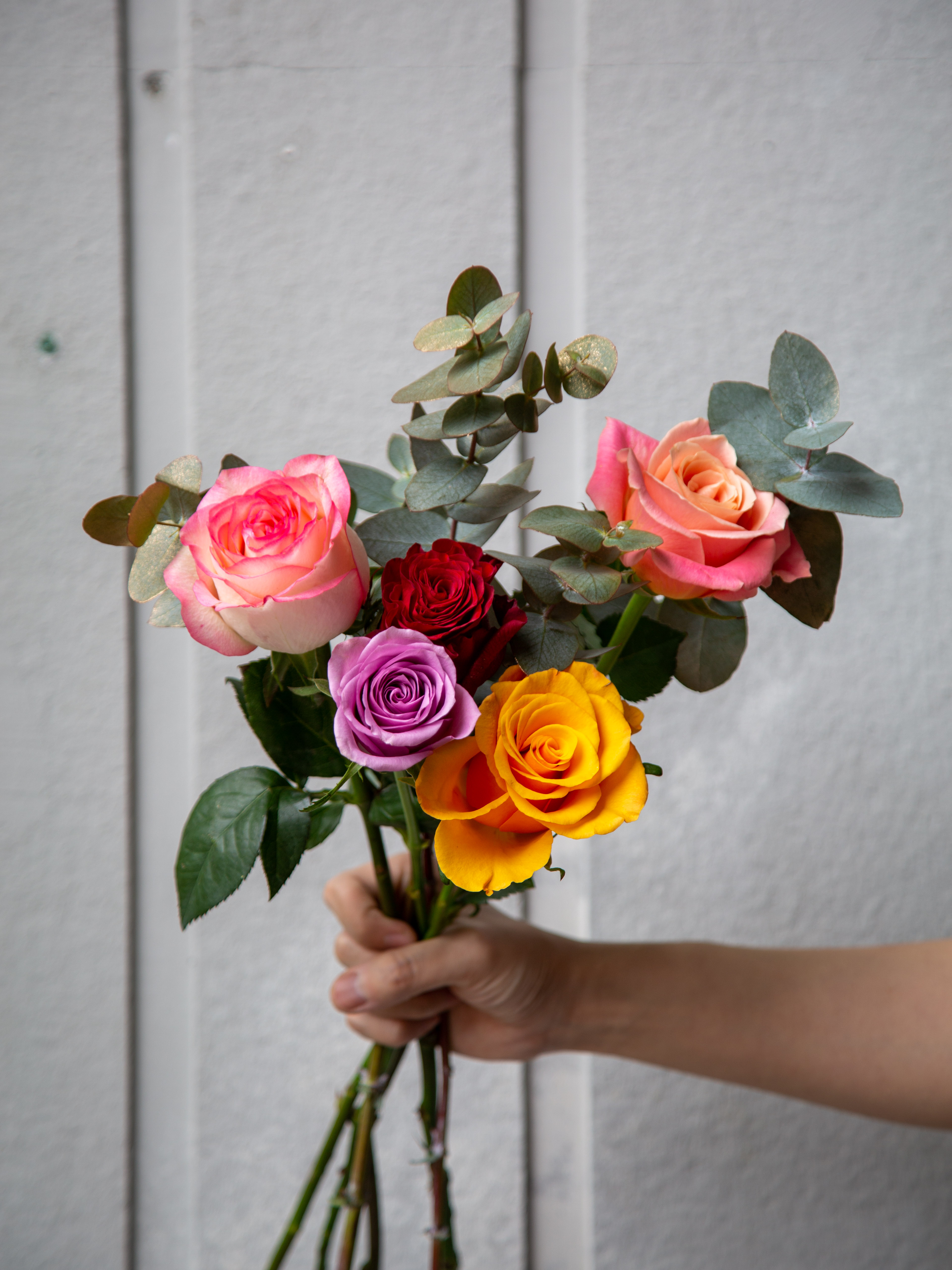 混色玫瑰（5支） 颜色随机