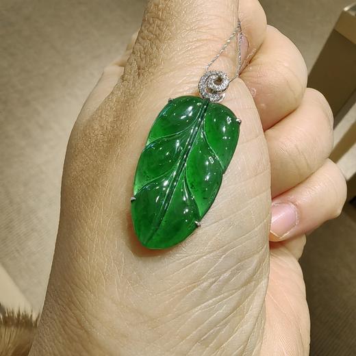 危料绿叶子 商品图2