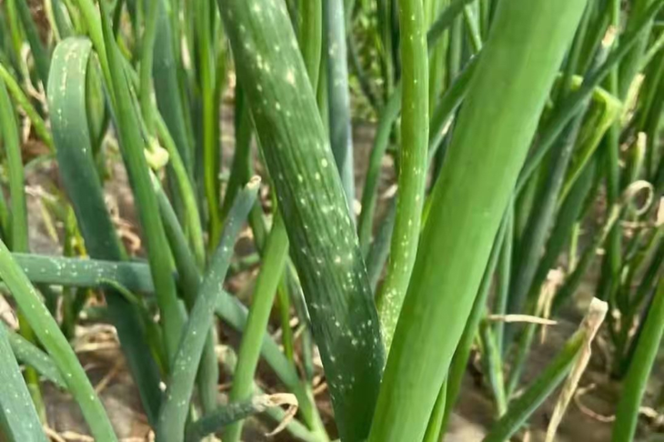 大葱灰霉病症状