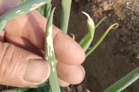 大葱灰霉病有哪些症状？如何防治？