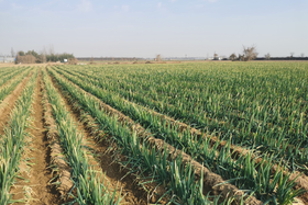 大葱收获短时间无法上市应该如何保存？