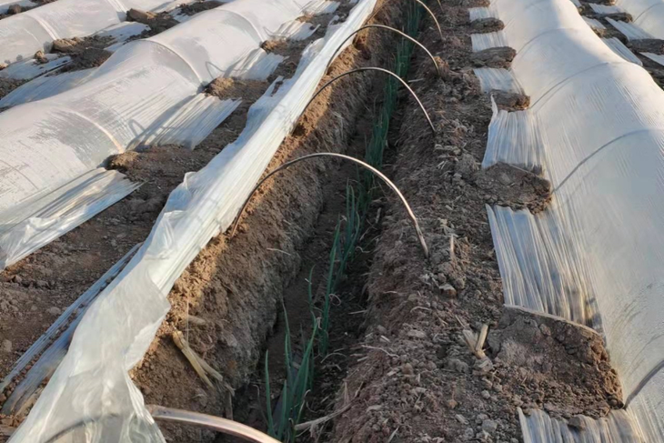 小拱棚越冬的大葱