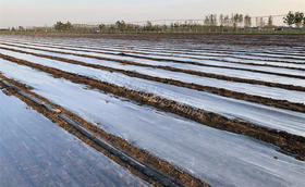 担心冬季大葱受冻?这些防冻措施您都做了吗?