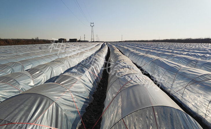 小拱棚越冬的大葱