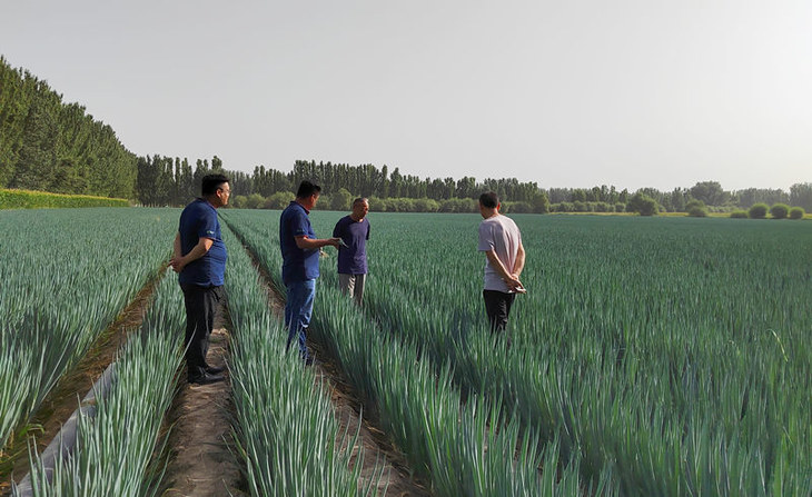 葱满满会员葱田实拍