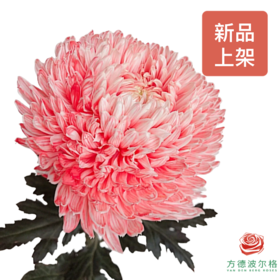 吸色牡丹菊-炫彩珊瑚红  5枝一扎