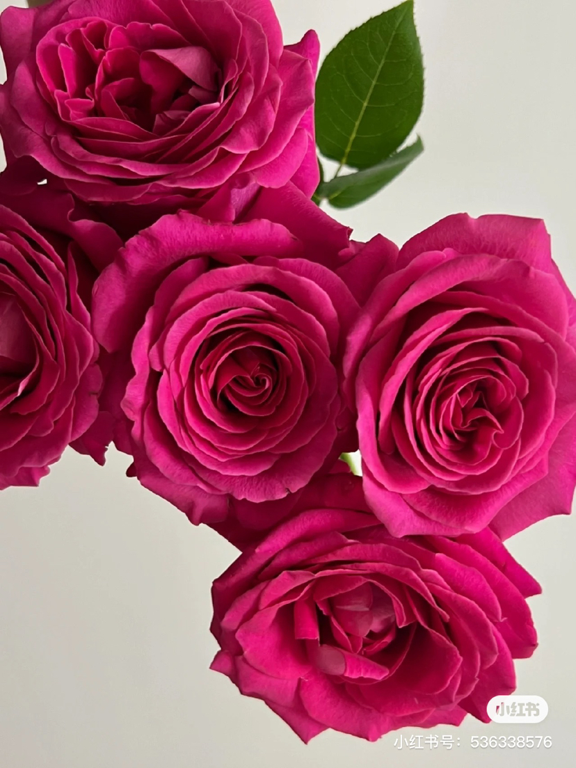 国产玫瑰-【弗洛伊德】