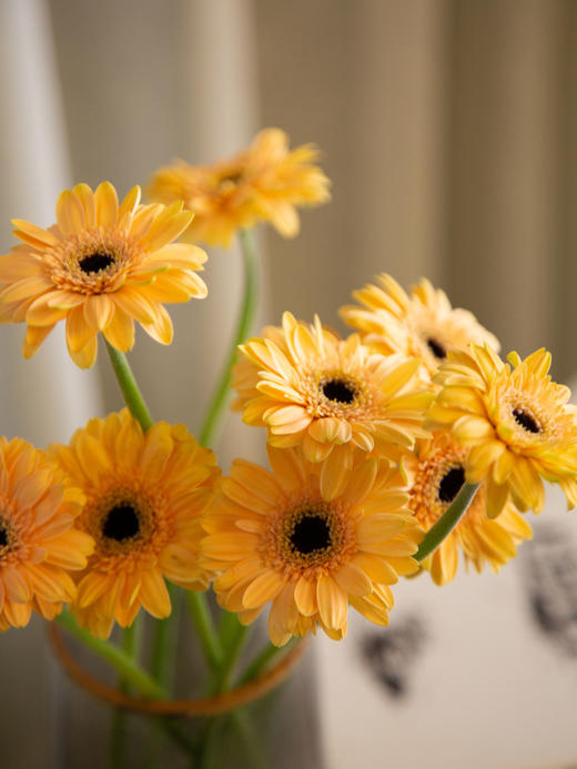 迷你弗朗（5枝）颜色随机 商品图2