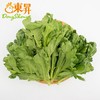 东升有机茼蒿苗 菊花菜 鹅菜 塘蒿 250g  广州供港新鲜蔬菜配送 商品缩略图2