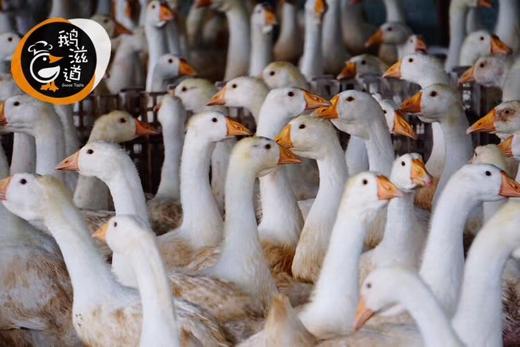 地道重庆味【鹅杂米线】麻辣酱料 鲜香不腻 大块鹅杂 牵引着肠胃 诱惑着唾液 颠覆对米线的认知 商品图3