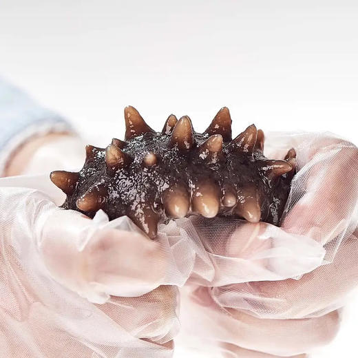 🔥🔥限时9.9/根⚠️⚠️3号结束♥️即食辽参♥️免泡发♥️营养不流失♥️解冻即食 ·冷冻保存（顺丰空运✈️到家） 商品图0