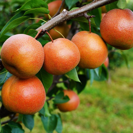 云南丽江高原蜜香红·木梨 ——邂逅来自玉龙雪山的果肉雪白   梨香浓郁  梨核小  汁水多！酥脆爽口 入口化渣  汁多味甜  温润解渴 商品图3