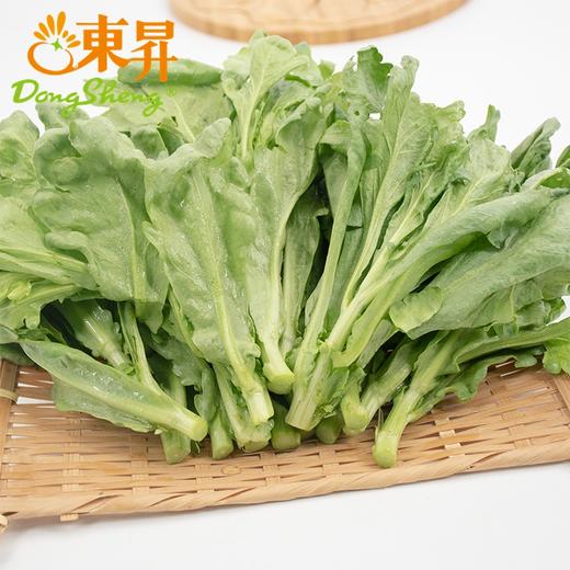 东升有机茼蒿苗 菊花菜 鹅菜 塘蒿 250g  广州供港新鲜蔬菜配送 商品图1