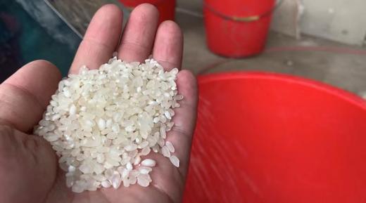 花间村原生态大米  新米现买现兑（5斤/包，10元/斤，50元/包） 商品图1