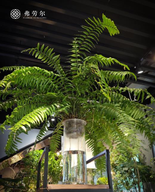 水培霸王蕨 商品图0