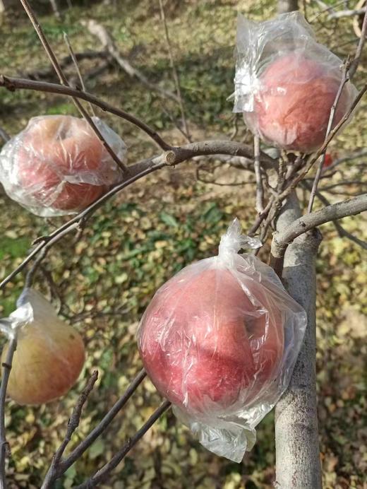 酵素农耕种植红富士苹果、脆甜汁多、 8斤/箱、顺丰包邮 // 军丽农庄 商品图5