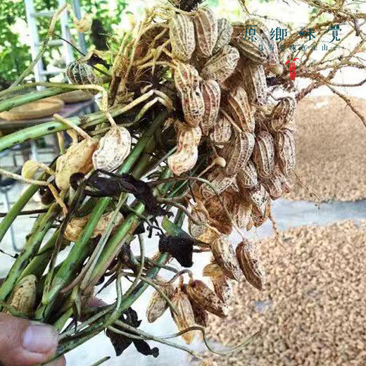 好事花生/带壳黑花生（成都仓库-顺丰快递）| 300g/袋，来自云南德宏州，生产者：杨凤【合作生产，公平贸易】 商品图6