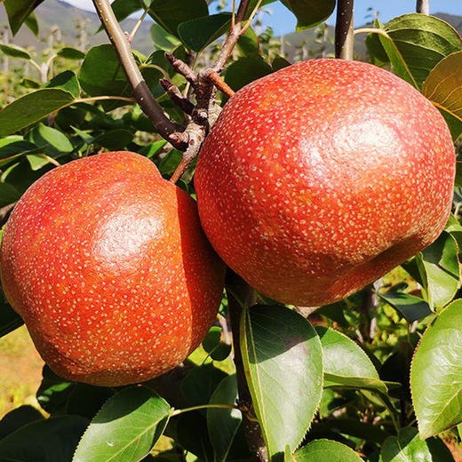 云南丽江高原蜜香红·木梨 ——邂逅来自玉龙雪山的果肉雪白   梨香浓郁  梨核小  汁水多！酥脆爽口 入口化渣  汁多味甜  温润解渴 商品图2