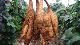 草木有趣 | 浑身是宝的葛藤