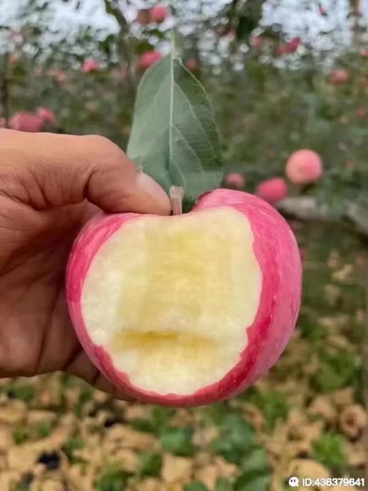 延安苹果 宜川原产地直发 精品箱装 细脆香甜 英联公司（14斤） 商品图1