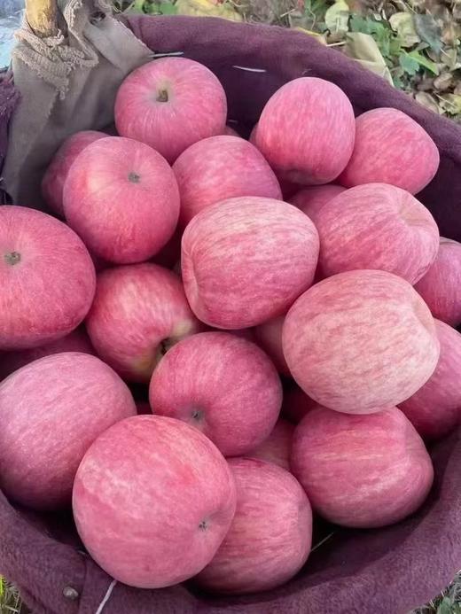 延安苹果 宜川原产地直发 精品箱装 细脆香甜 英联公司（14斤） 商品图5