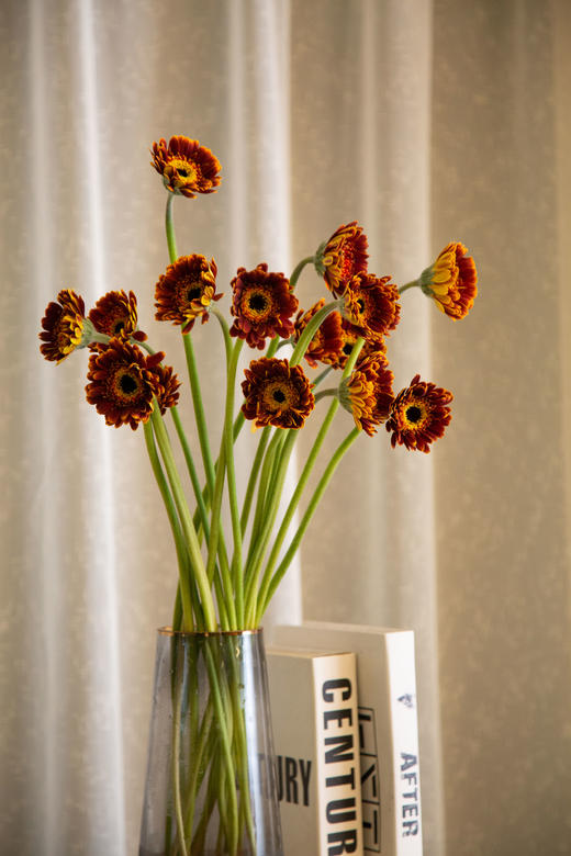 迷你弗朗（5枝）颜色随机 商品图3