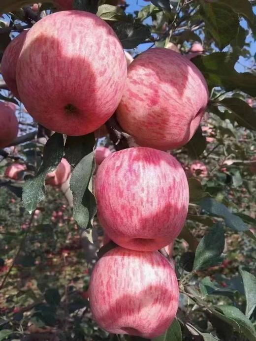 延安苹果 宜川原产地直发 精品箱装 细脆香甜 英联公司（14斤） 商品图0