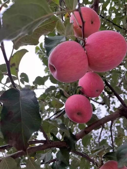 延安苹果 宜川原产地直发 精品箱装 细脆香甜 英联公司（14斤） 商品图3